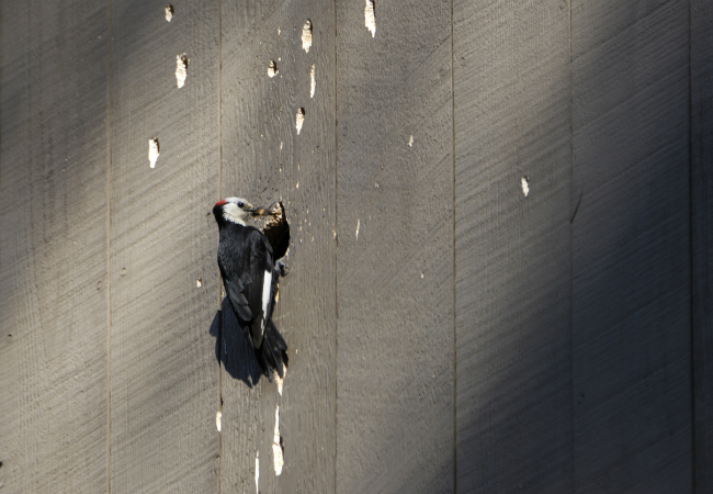 What to Do About Woodpecker Damage
