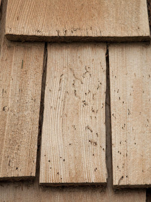 What to Do About Woodpecker Damage on Cedar Shingles