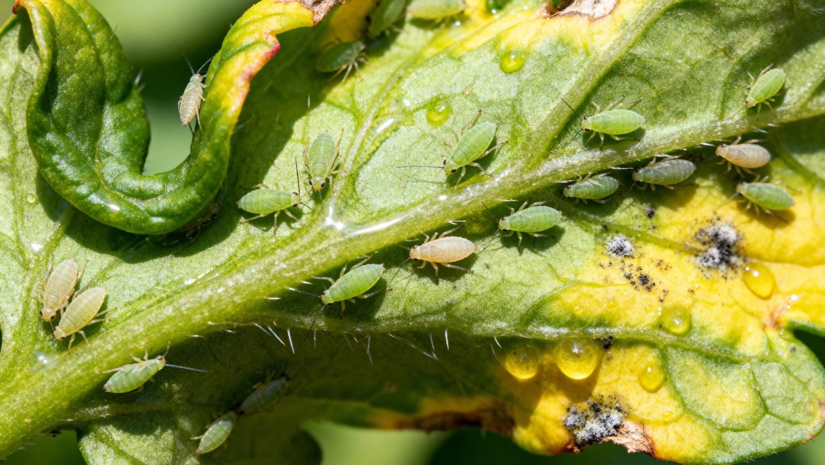 How to Get Rid of Aphids in Your Garden