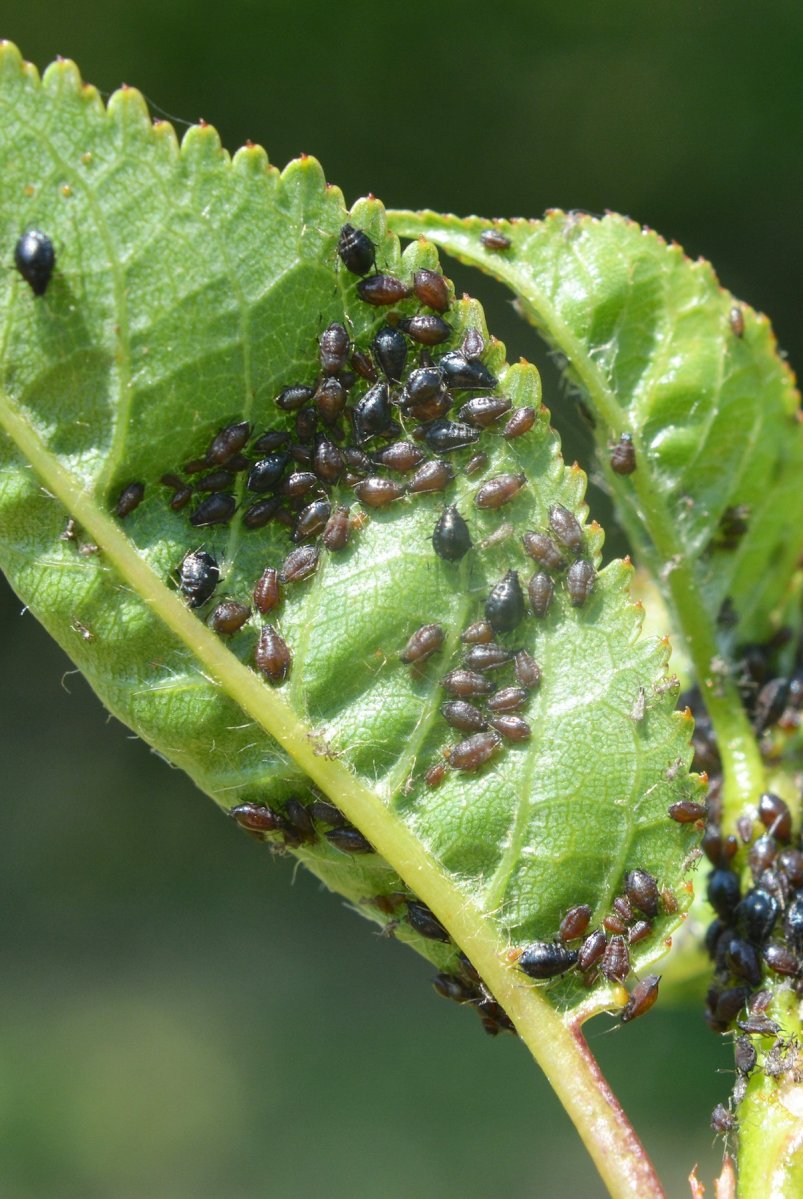 How to Get Rid of Aphids in Your Garden