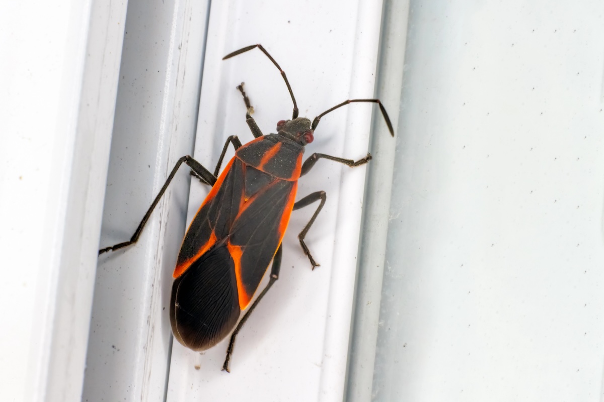 A boxelder bug crawls on the seal of a window.