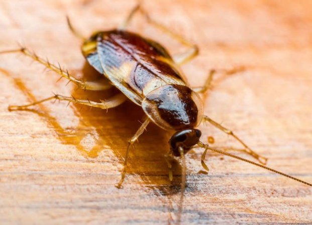 10 Reasons Bugs Love Your Home