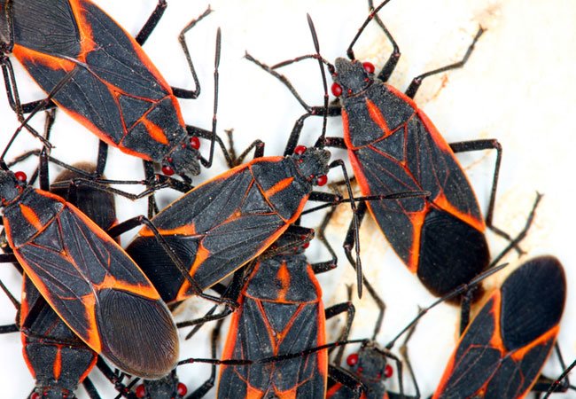 How To: Get Rid of Boxelder Bugs