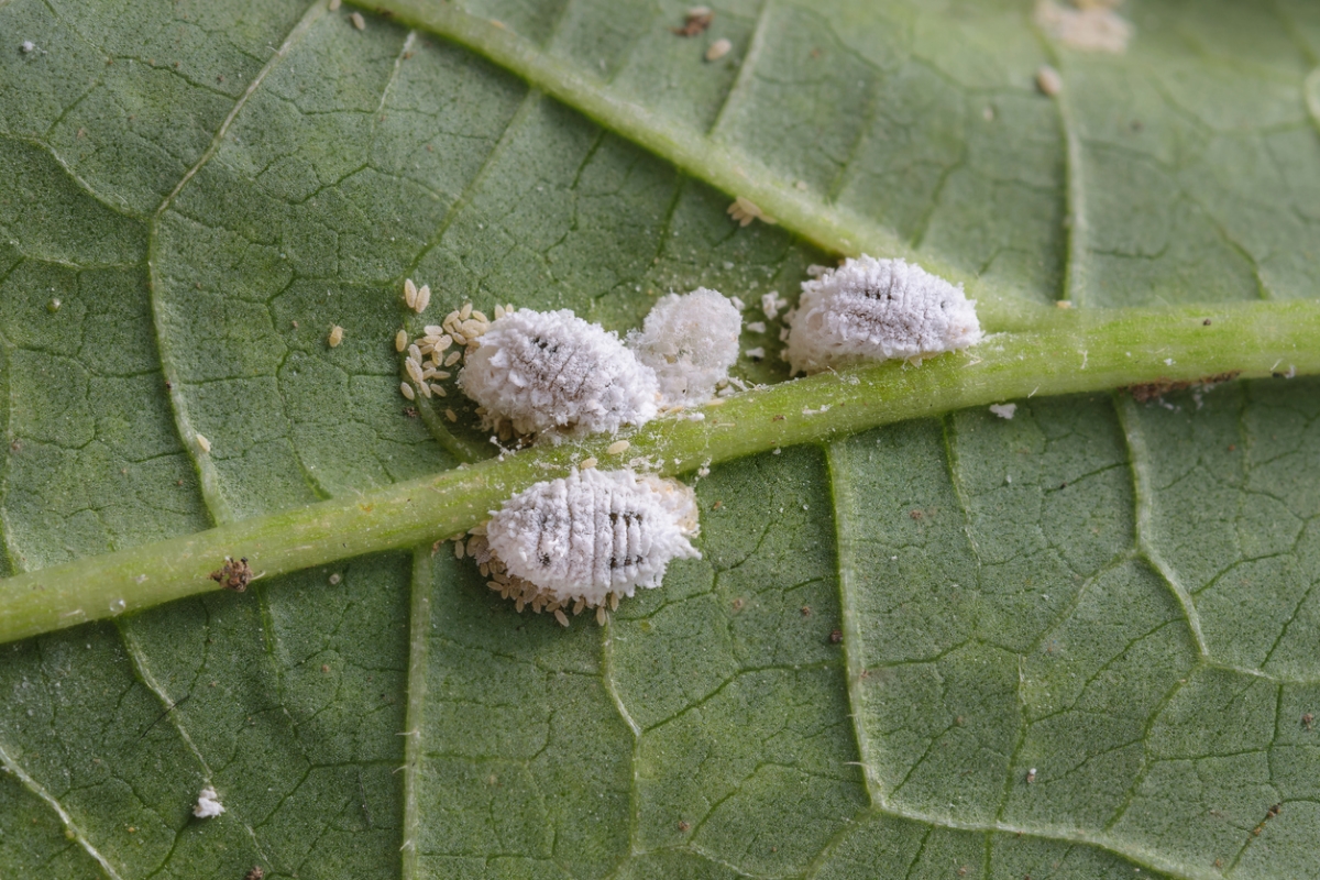 White mealy bugs with eggs.