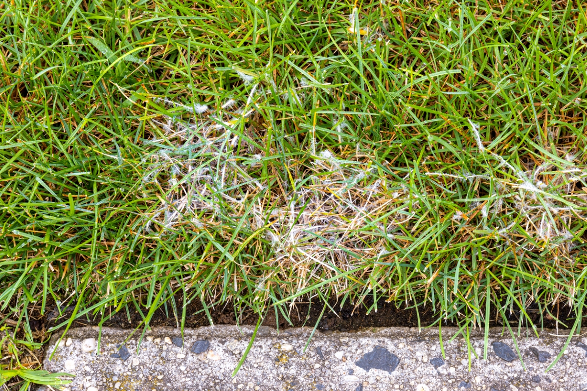 White fungus on grass near concrete.