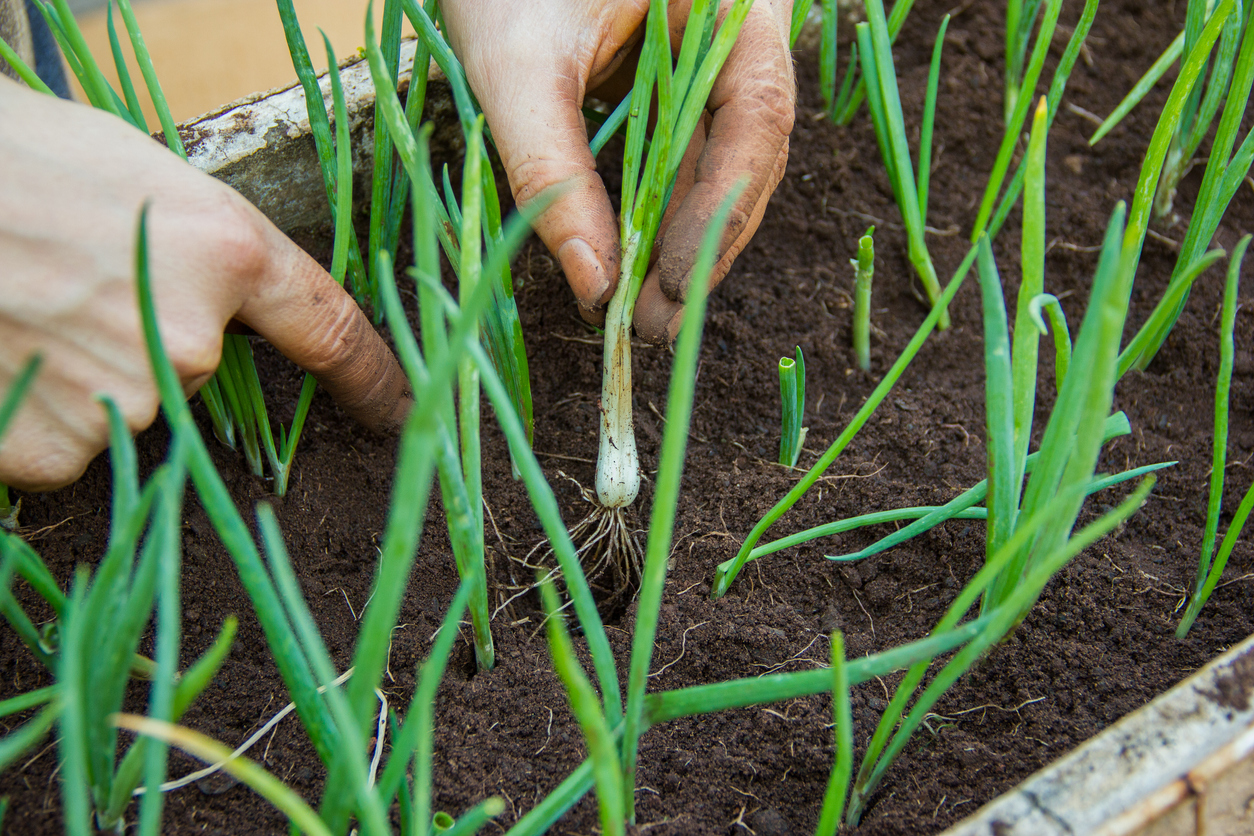 Planting herbs in the soil