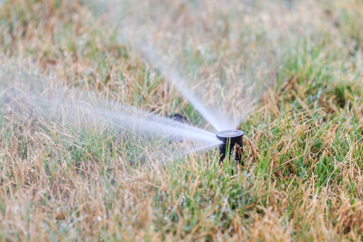 Close up of lawn sprinkler spraying water on green and brown grass.