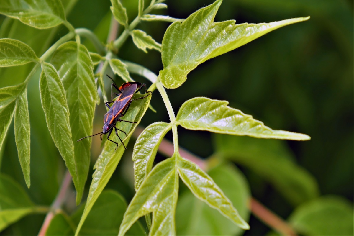 A boxelder bug crawls a leaf outside.