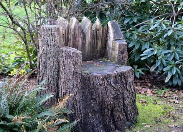 The Best (and Weirdest) Things You Can Do with a Tree Stump