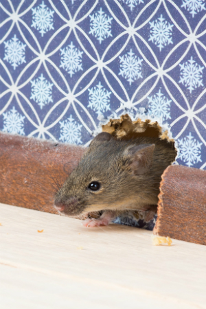 What to Do When You Hear Mice in the Walls