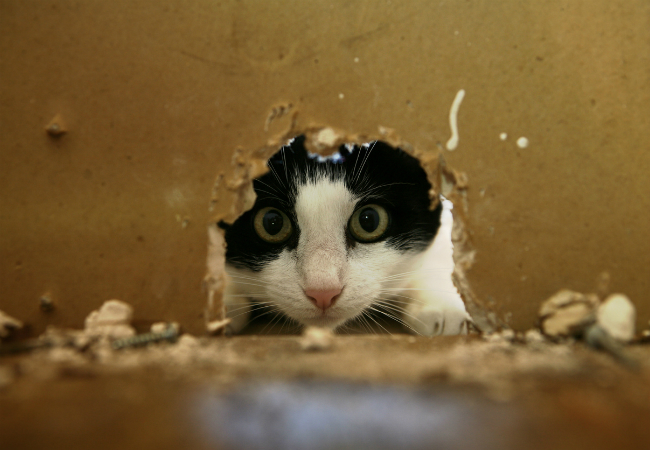 Solved! What to Do About Mice in the Walls