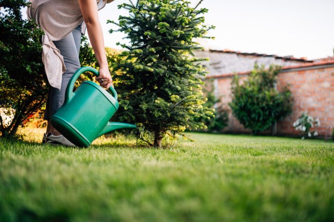 The Dos and Don'ts of Watering Plants Watering Trees