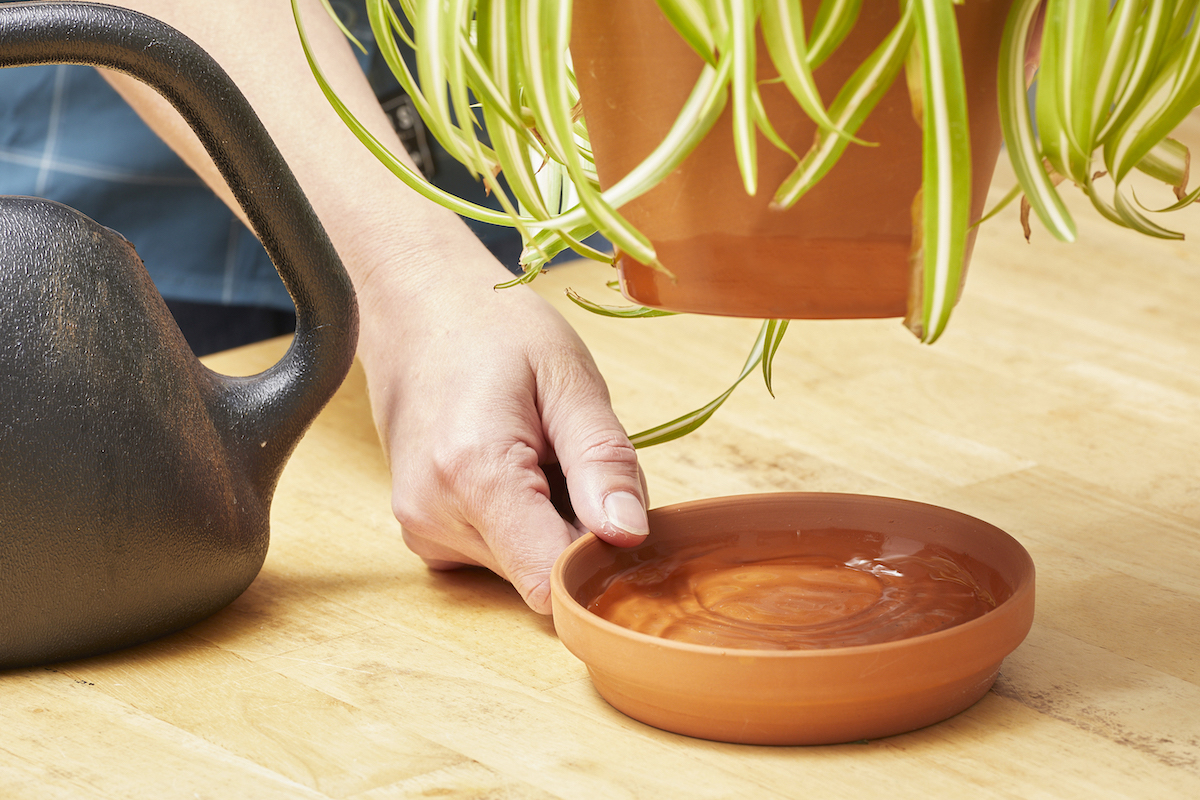 Woman lifts a plant off its tray to reveal a lot of water in the tray.