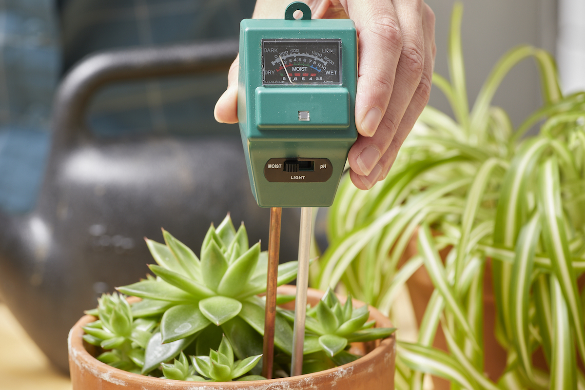 Woman inserts a soil moisture meter into a potted plant on her counter.