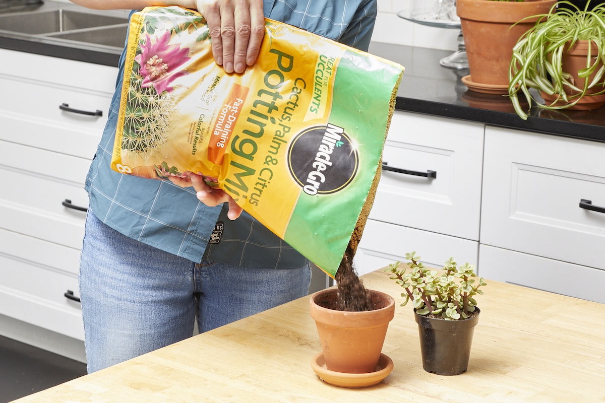 In her kitchen, a woman pours Miracle Gro potting soil from a bag into a terracotta pot.