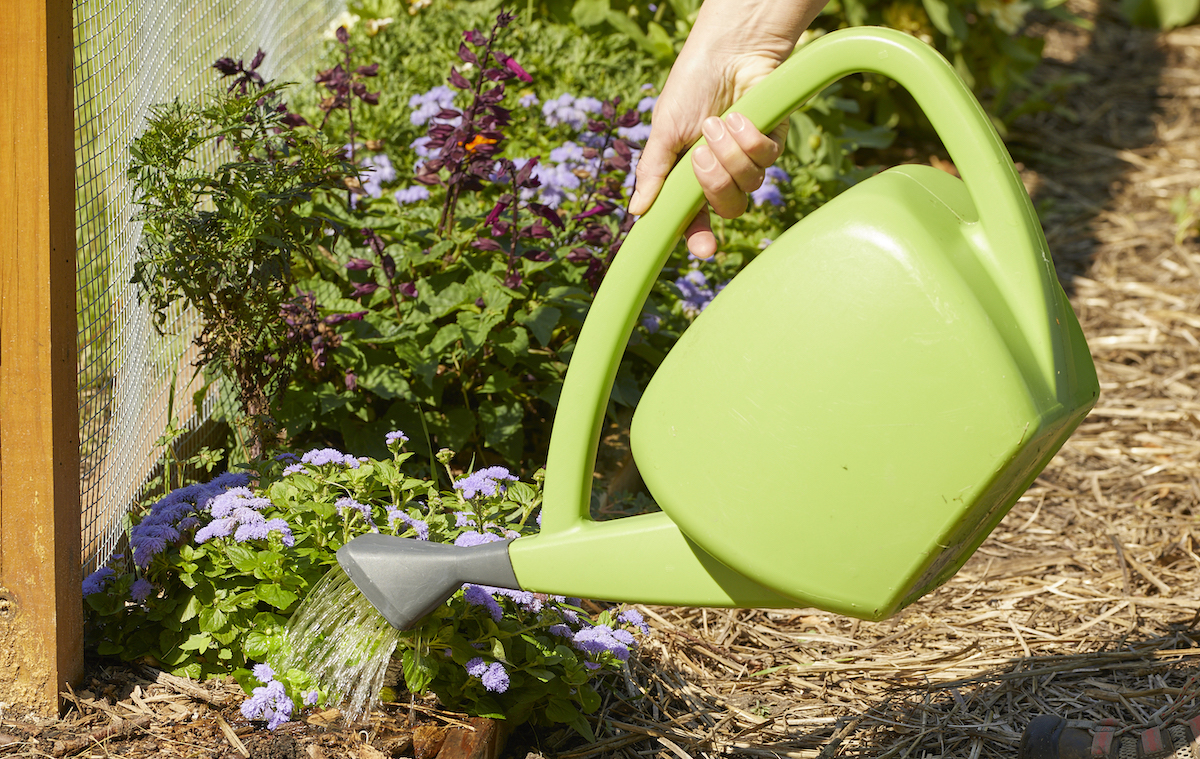 Woman waters a bed of flowers close to the soil using a green watering.