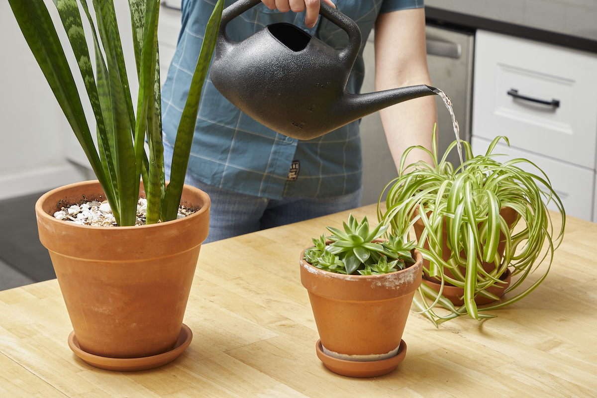 Woman uses a small black watering can to water three plants in her kitchen.