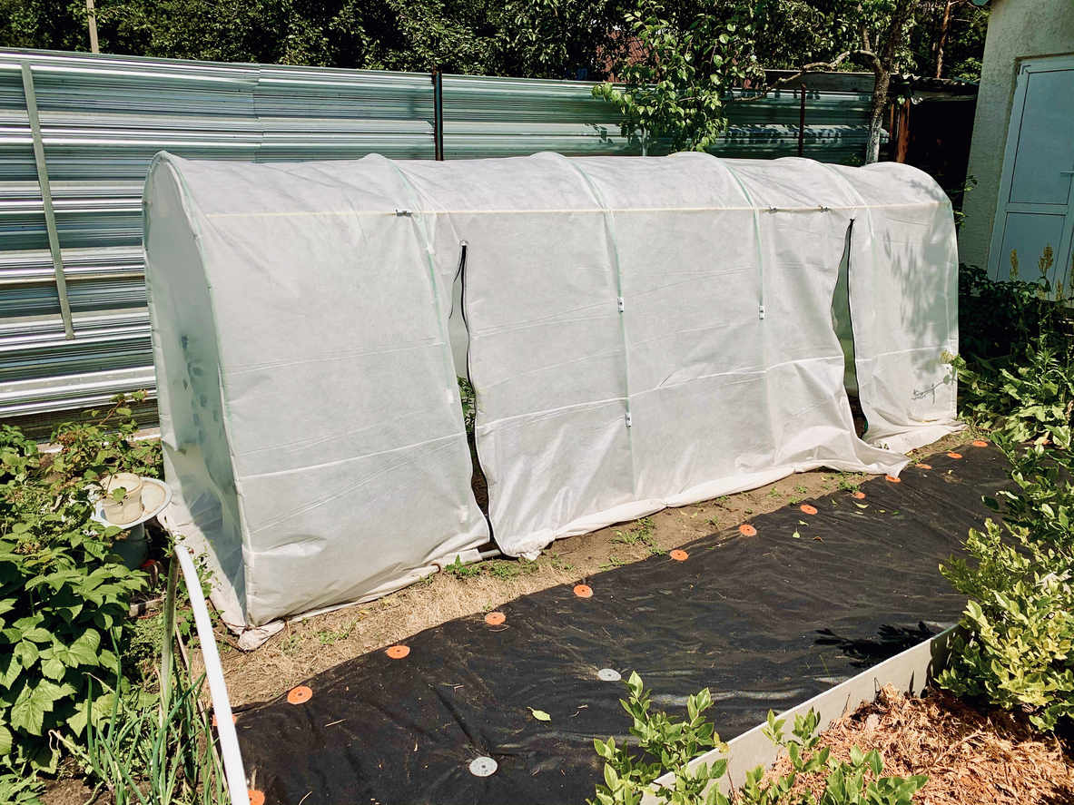Garden row with hoop and cover contraption to prevent bug damage.