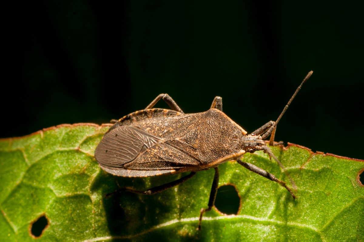 Squash bug; Anasa tristis closeup view of the bug on a leaf.