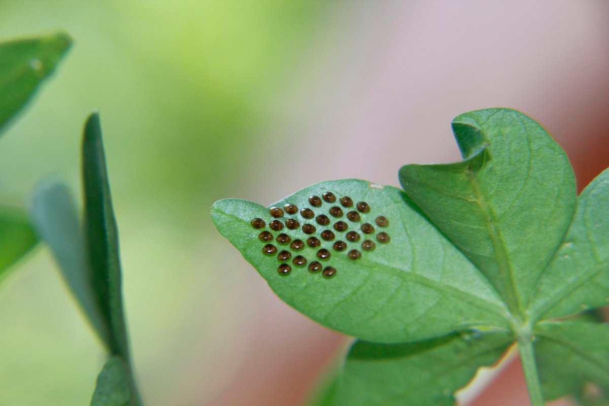 Blackish-brown squash bug eggs evenly spaced on the underside of a leaf.