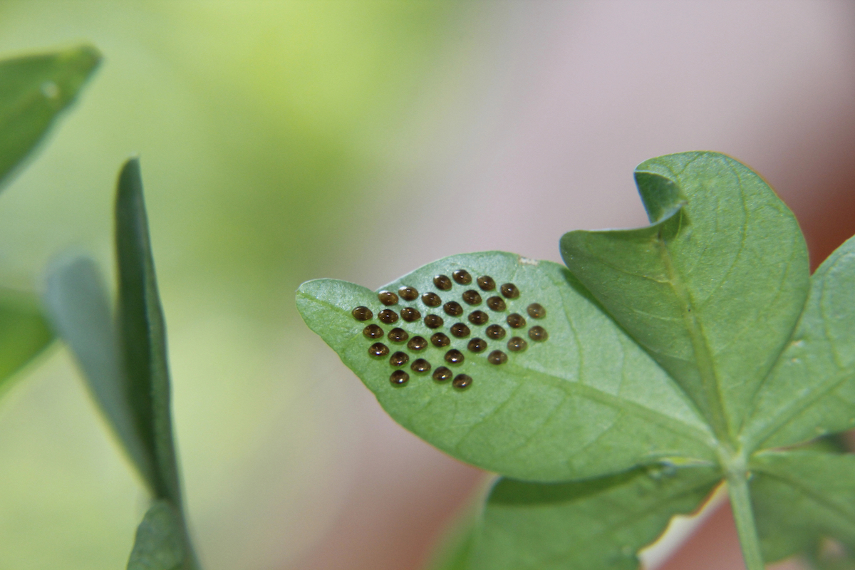 Blackish-brown squash bug eggs evenly spaced on the underside of a leaf.