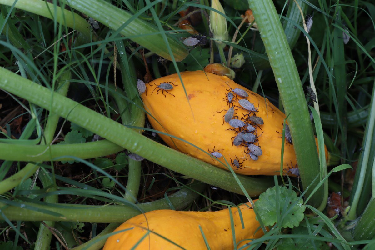 Many squash bugs on a yellow summer squash on a plant in the garden.