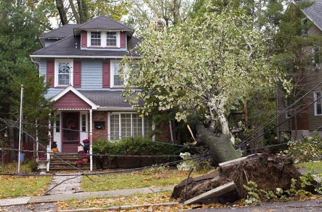 tree falls on house