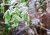 How to Protect Plants from Frost