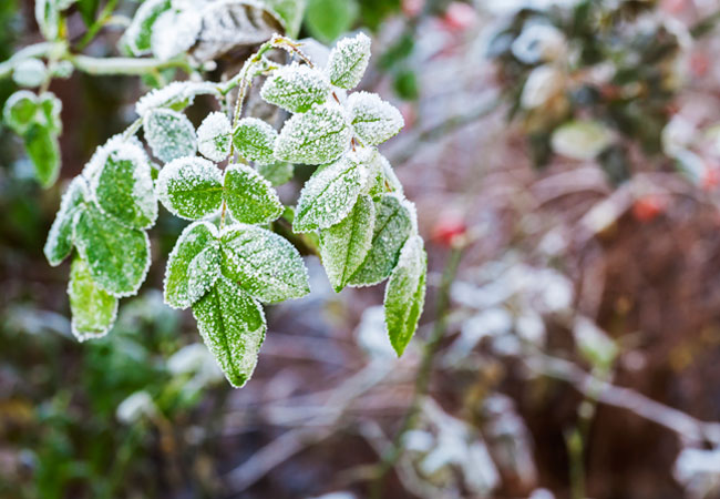 How to Protect Plants from Frost