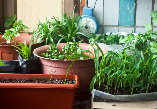 How to Make Homemade Plant Food
