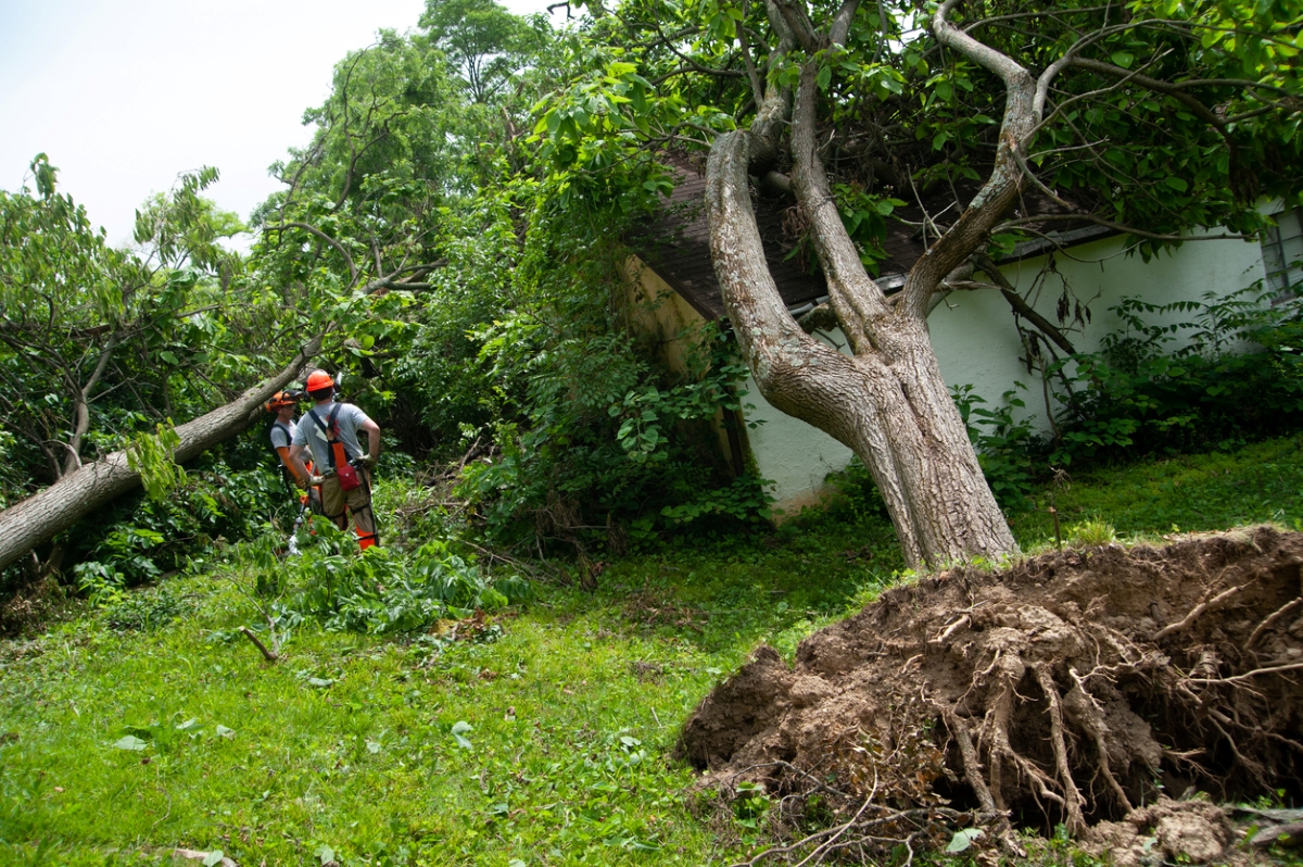 Two workers assess storm tree damage on house