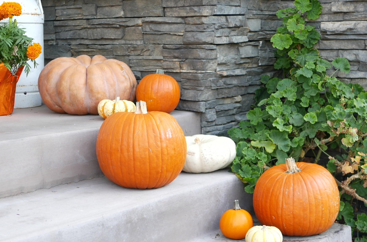 Whole pumpkins on stairs