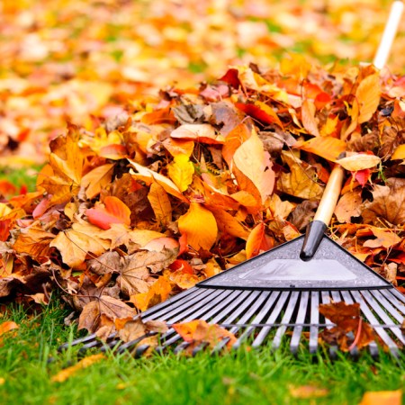 Video: The Most Important Garden Tasks to Do This Fall