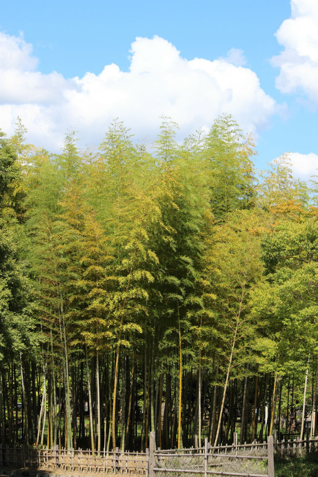 Fast-Growing Evergreen Trees - Golden Bamboo