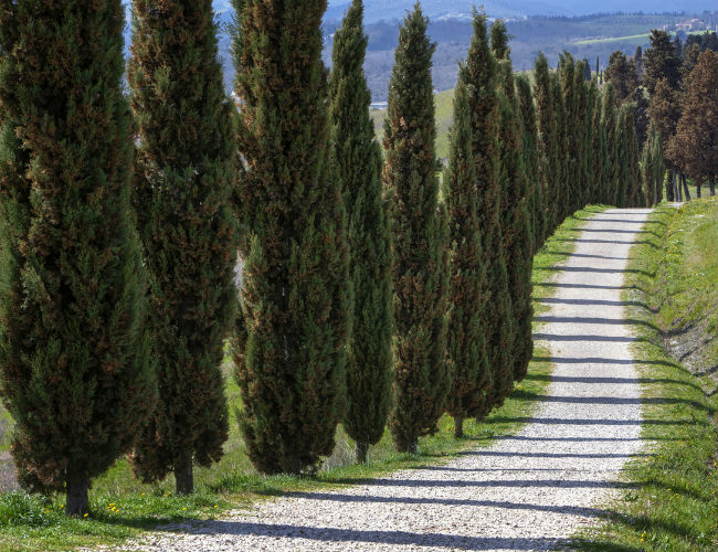 Fast-Growing Evergreen Trees - Italian Cypress