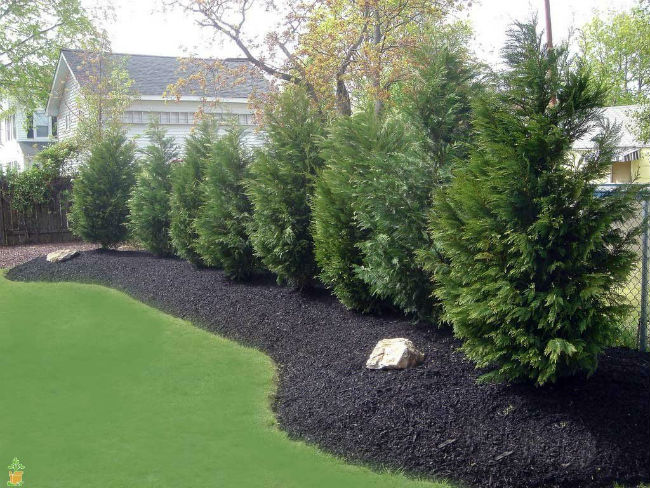 Your Best Options for Fast-Growing Evergreen Trees