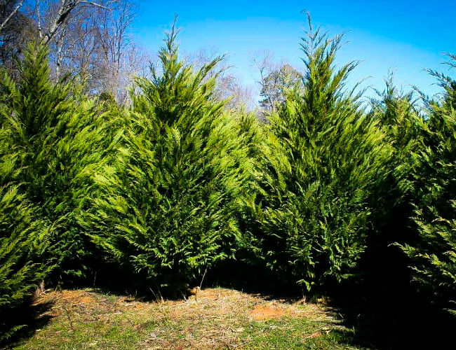 Fast-Growing Evergreen Trees - Murray Cypress