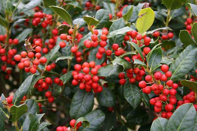 Fast-Growing Evergreen Trees - Nellie Stevens Holly