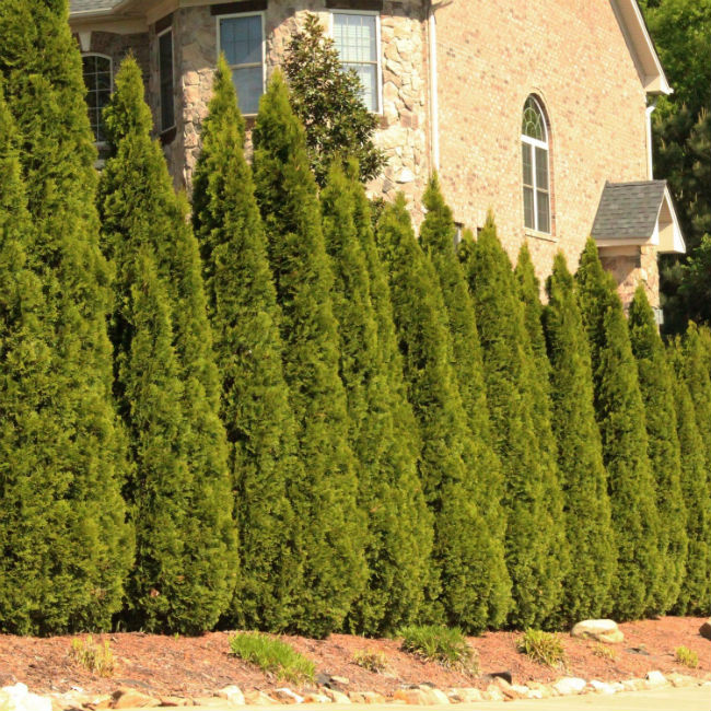 Fast Growing Evergreen Trees - Thuja Green Giants