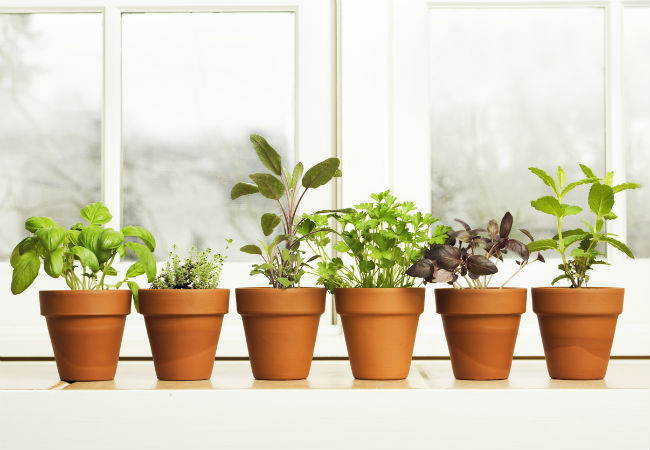 15 Ideas for Better Kitchen Herb Gardens