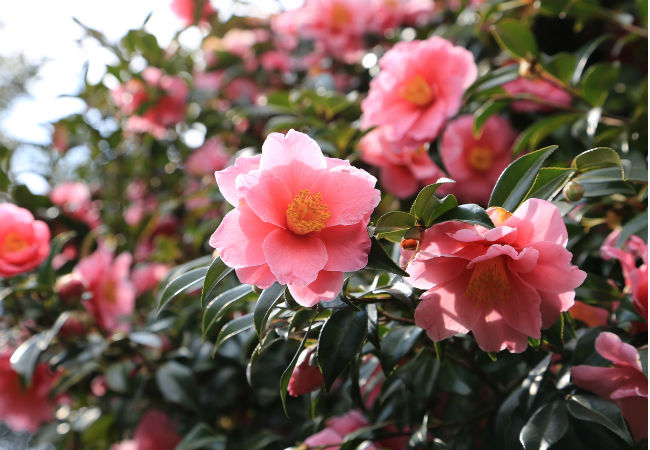 8 Colorful Winter Flowers to Know - The Camellia Rose