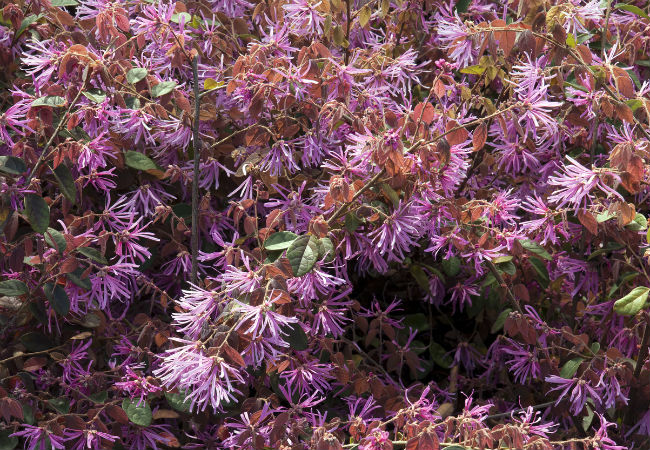 8 Colorful Winter Flowers to Know - The Chinese Fringe Flower