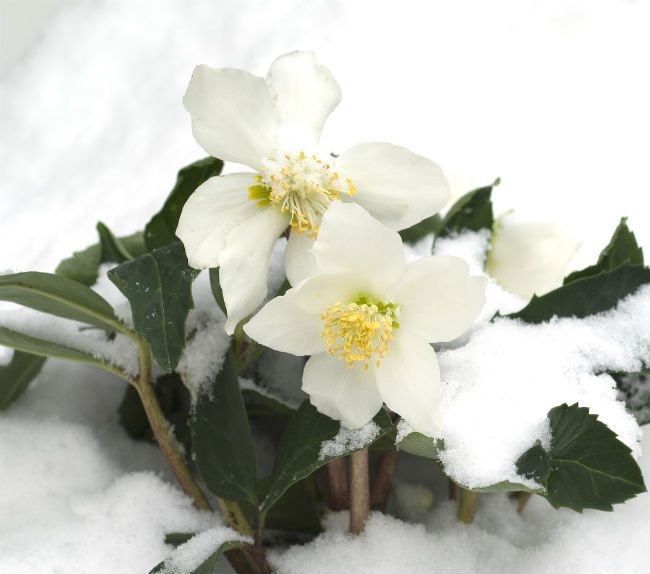 8 Colorful Winter Flowers to Know - The Christmas Rose