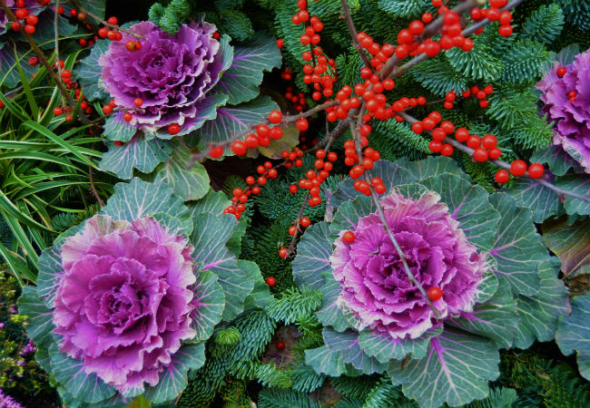 8 Colorful Winter Flowers to Know - The Ornamental Kale