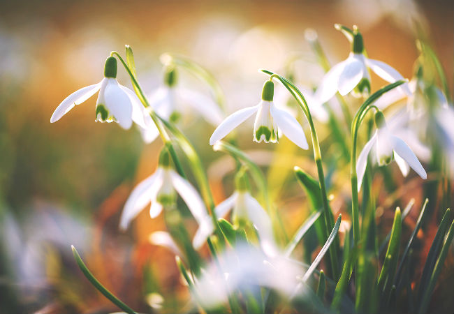 8 Colorful Winter Flowers to Know - The Snowdrop