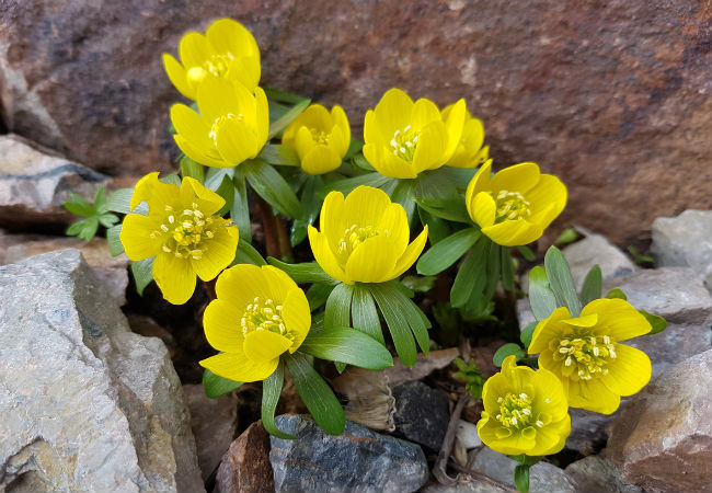 8 Colorful Winter Flowers to Know - The Winter Aconite