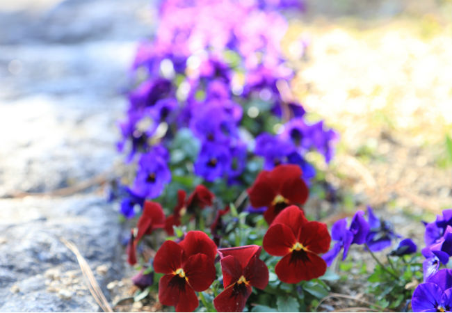 8 Colorful Winter Flowers to Know - The Winter Pansy