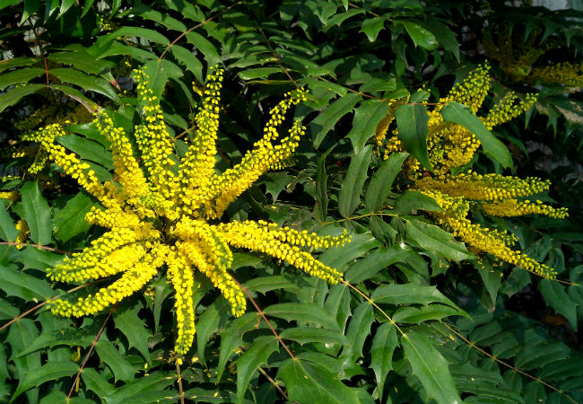 8 Colorful Winter Flowers to Know - The Winter Sun Mahonia