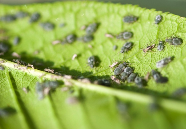 Houseplant Pests - Aphids