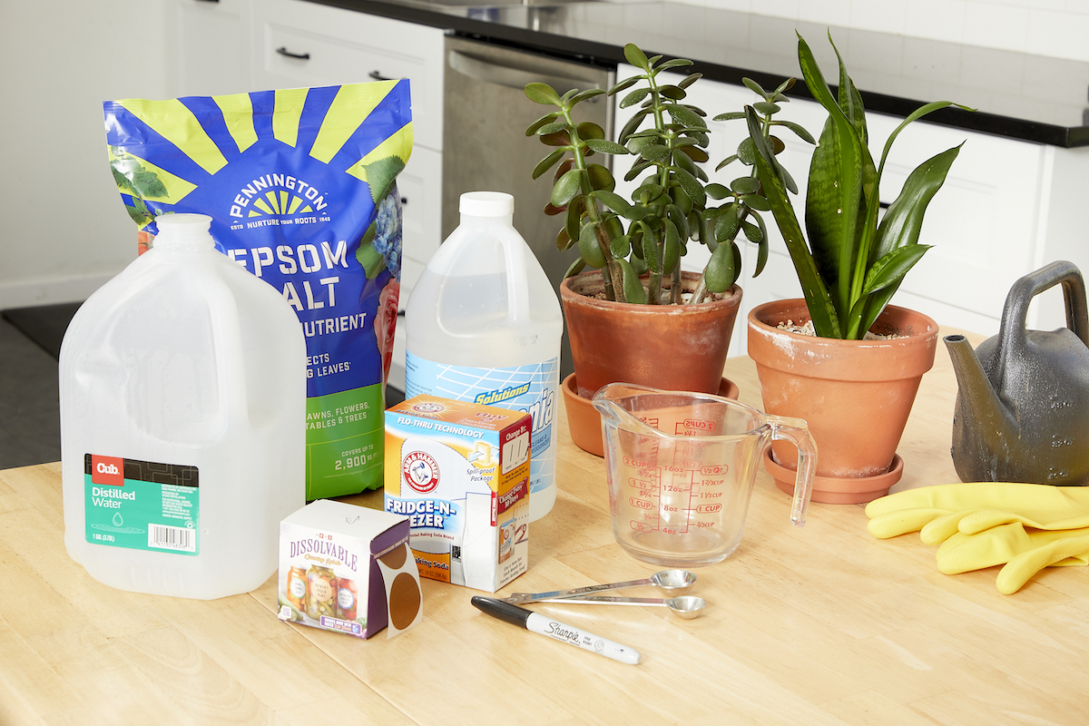 Two houseplants alongside ingredients needed to make homemade plant food.